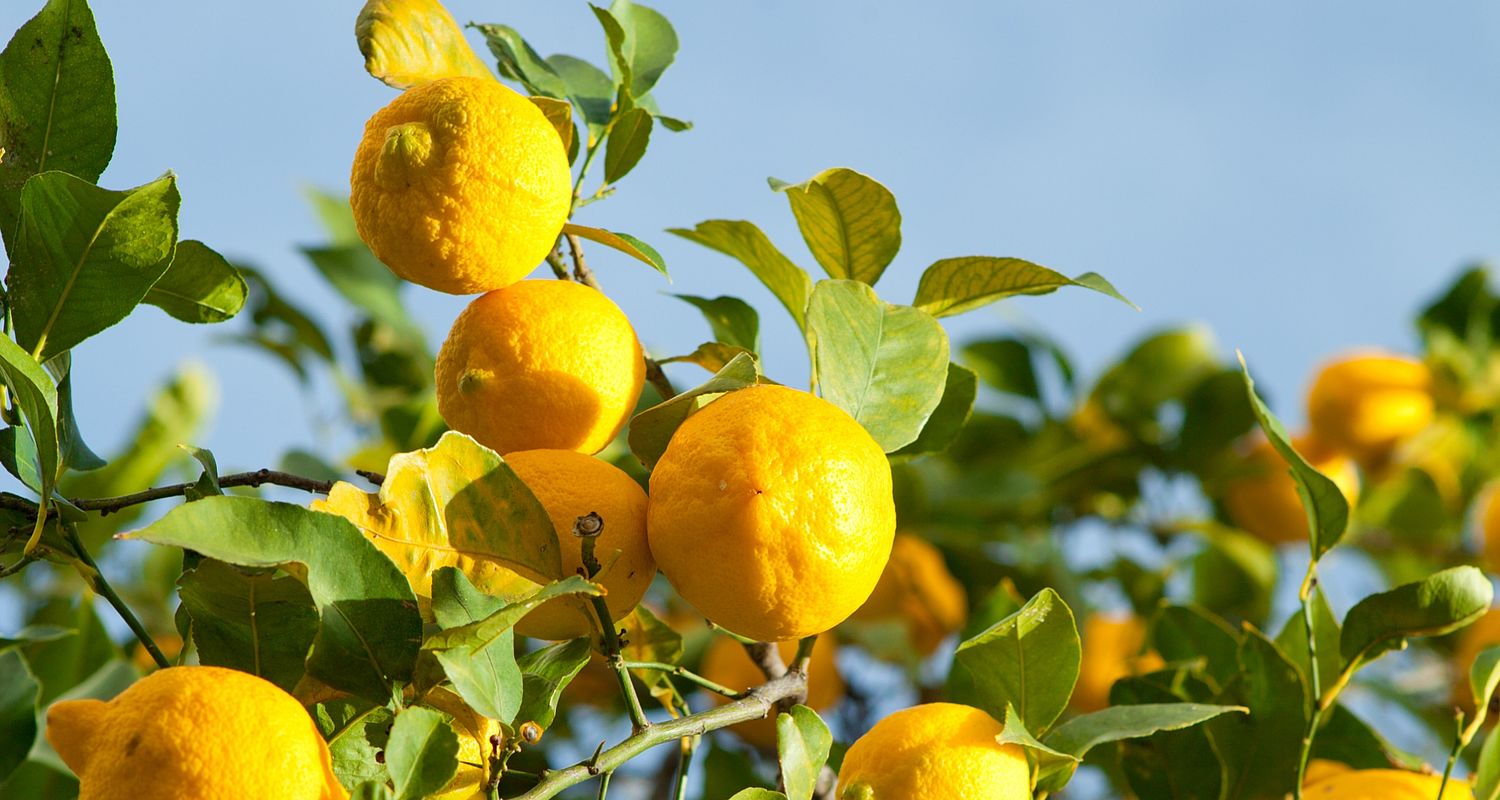 Frische Zitronen auf Zitronenbaum